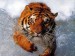 Tygr v ledu.jpg